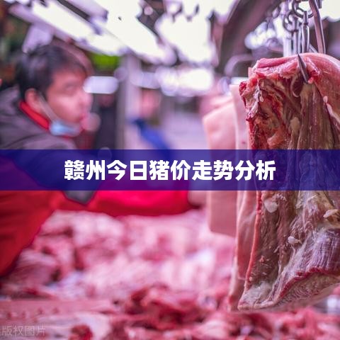 赣州今日猪价走势分析