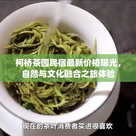 柯桥茶园民宿最新价格曝光,自然与文化融合之旅体验
